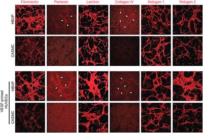 Selective mural cell recruitment of pericytes to networks of assembling endothelial cell-lined tubes